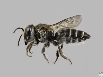 [Megachile rotundata female thumbnail]